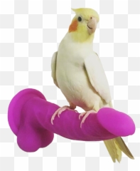 Download Hd Samoa Joe Dirt - Bird Perched On Dildo Bird Perched On Dildo Png,Samoa Joe Png