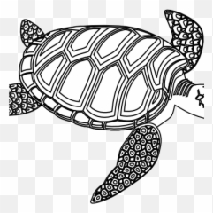 Download Hd Sea Turtle Clipart Black And White Winter - Turtle Clipart Images Black And White Png,Turtle Clipart Png
