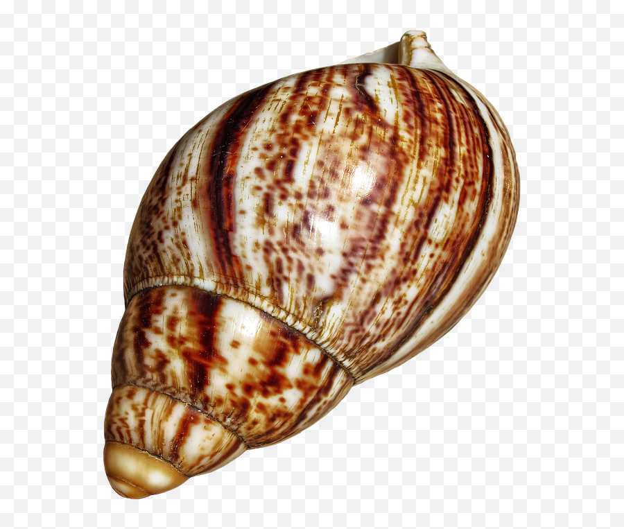 Snail Shell Png 1 Image - Snail Shells Png,Snail Png