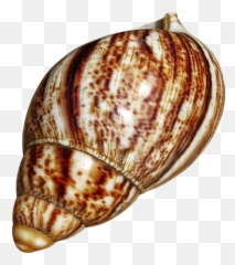 Snail Shell Png 1 Image - Snail Shells Png,Snail Png