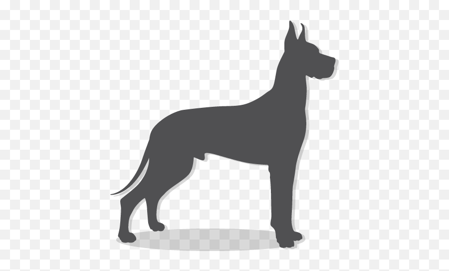 Download Hd Icon - Great Dane Icon Transparent Transparent Natural Ear Great Dane Silhouette Png,Great Dane Png