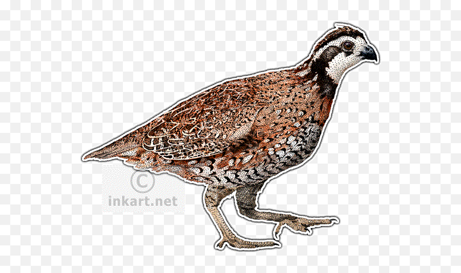 Flightless Birds - Partridge Png,Quail Png