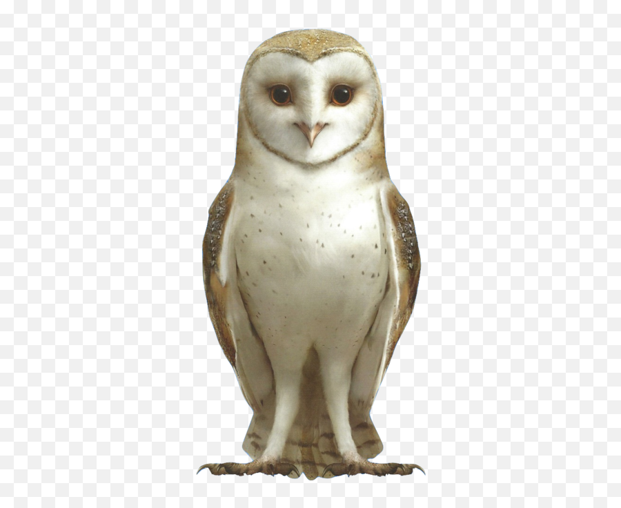 Soren Movie Guardians Of Gau0027hoole Wiki Fandom - Barn Owl Png,Owls Png