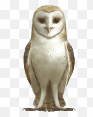 Soren Movie Guardians Of Gau0027hoole Wiki Fandom - Barn Owl Png,Owls Png