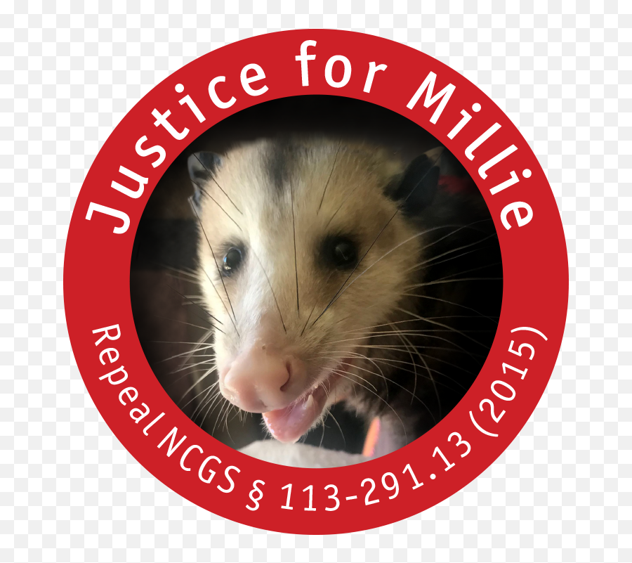 Petition Tell The North Carolina General Assembly To - Common Opossum Png,Possum Transparent