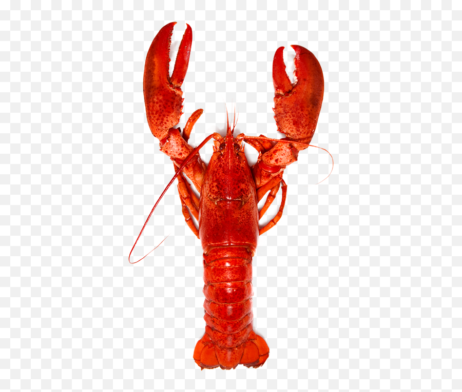 Lobster - Lobsters Png,Lobster Png
