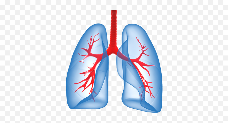 Download - Lungs Png,Lung Png