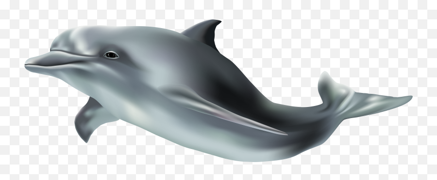 Download Free Png Dolphin Heart Banner - Transparent Background Dolphin Png,Dolphin Transparent Background