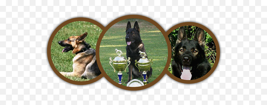 German Shepherd Breeder In Tennessee - Collar Png,German Shepherd Transparent