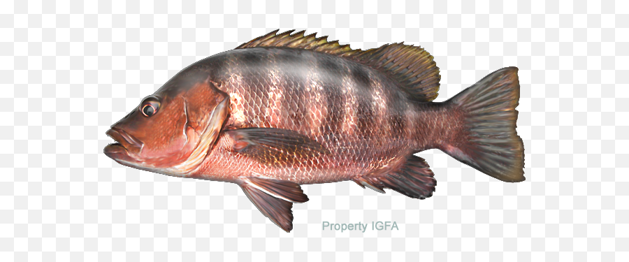 International Game Fish Association - Red And Black Snapper Png,Largemouth Bass Png