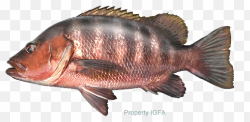 International Game Fish Association - Red And Black Snapper Png,Largemouth Bass Png