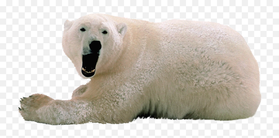 Download Hd Polar White Bear Png - Polar Bear No Background,Polar Bear Png