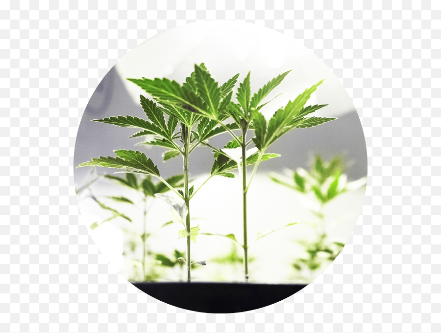 Calypso Enterprises U2013 High Quality Medical Marijuana - Cannabis Png,Marijuana Plant Png