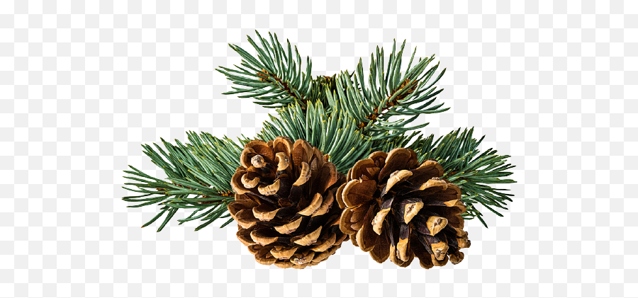 Conifer Cone Png Transparent Images All - Pine Cone And Branch,Pine Cone Icon