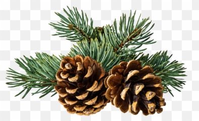 Conifer Cone Png Transparent Images All - Pine And Branch