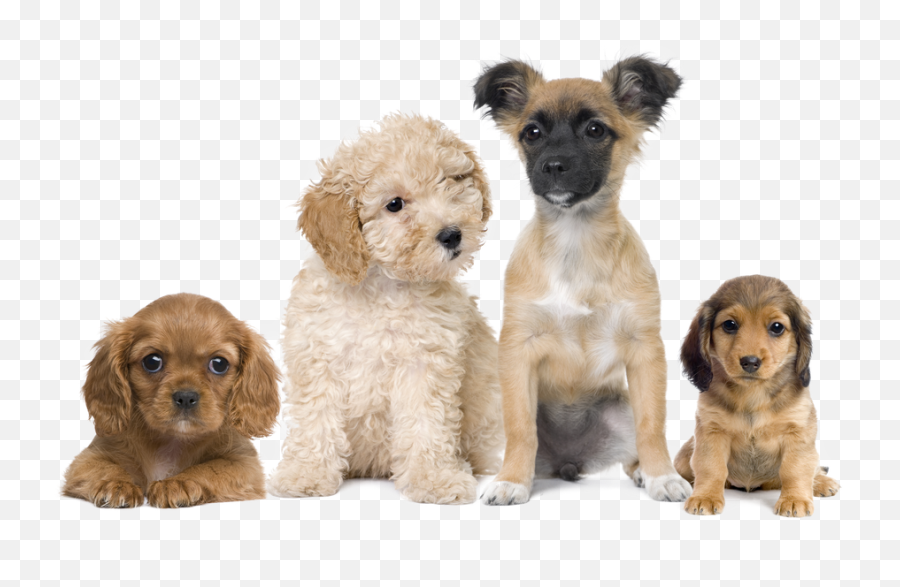 Puppies Transparent Background Png - Puppies Transparent Background,Transparent Puppy