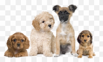 Puppies Transparent Background Png