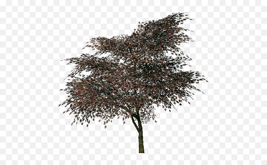 3d Trees - Portable Network Graphics Png,Japanese Maple Png