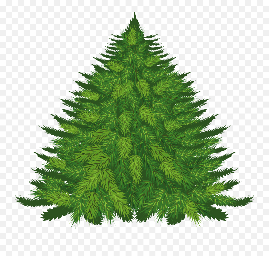 Fir Tree Png Image For Free Download - Fir Tree,Christmas Trees Png