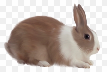Transparent Rabbit Clipart Png