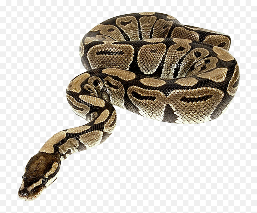 Snake Png Image For Free Download - Python Snake Png,Snake Transparent Background