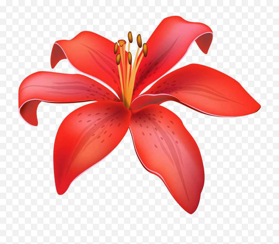 Lily Flower - Lily Flower Vector Png,Lily Transparent Background