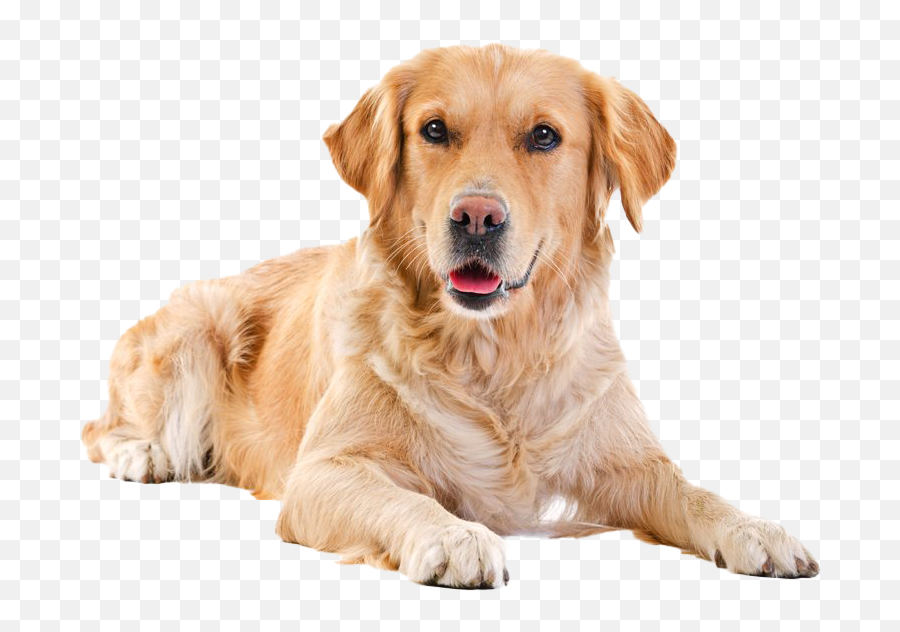 Golden Retriever Png Transparent Images - Labrador Png,Golden Retriever Transparent Background