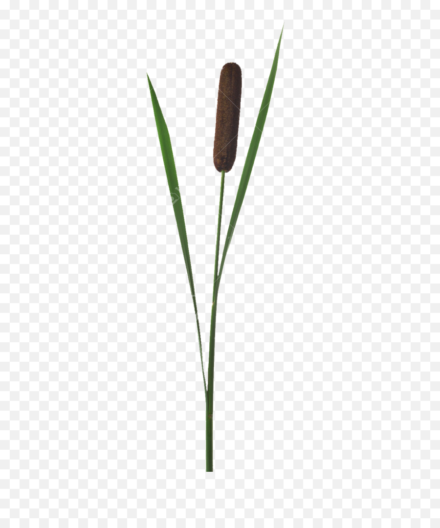 Download Beaver Bog Cattail Dragonfly Ecology Eng Fen - Grass Png,Cat Tail Png
