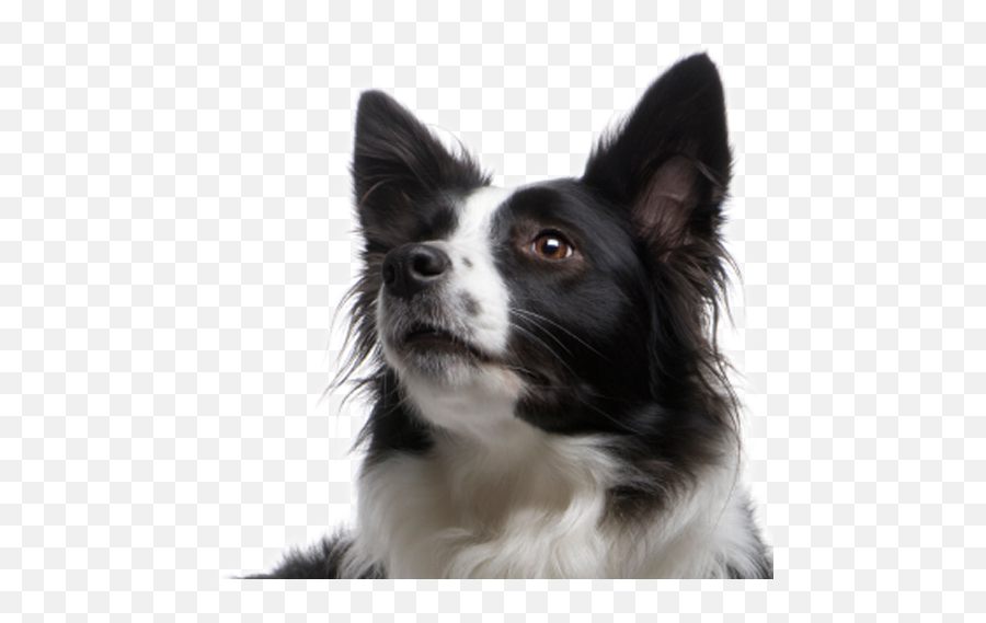 Border Collie Transparent Png - Border Collie Transparent Background,Border Collie Png