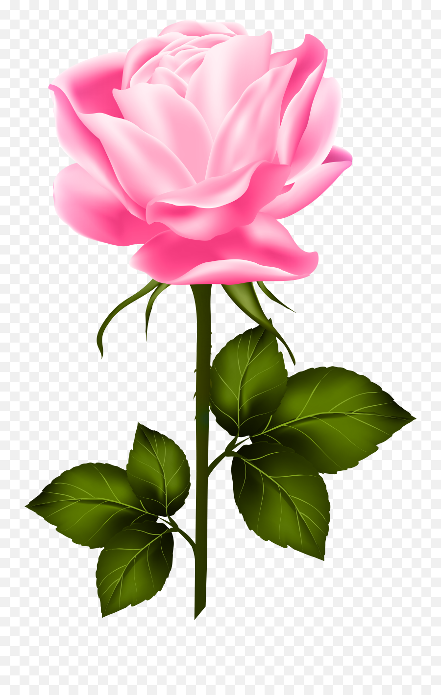 Library Of Pink Flower With Stem Banner Royalty Free Stock - Pink Rose With Stem Png,Pink Roses Png