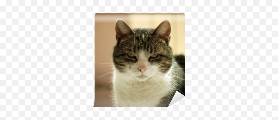 Angry Cat Wall Mural U2022 Pixers - We Live To Change Domestic Cat Png,Angry Cat Png