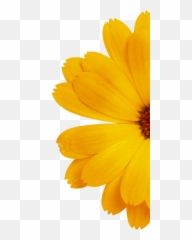 Magnolia Laboratoires Klorane - Yellow Centaury Plant Png,Marigold Png