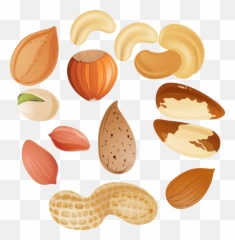 Free Almond Transparent Download - Transparent Nuts Clipart Png,Almond Transparent