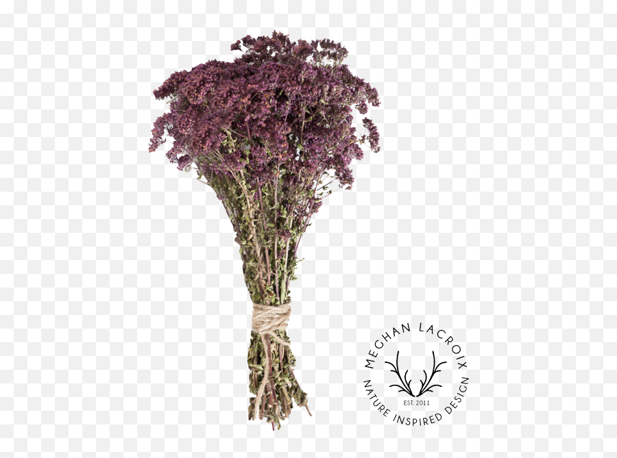 Preserved Herbs Meghan Lacroix Designs - Artificial Flower Png,Oregano Png