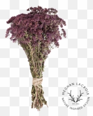 Preserved Herbs Meghan Lacroix Designs - Artificial Flower Png,Oregano Png