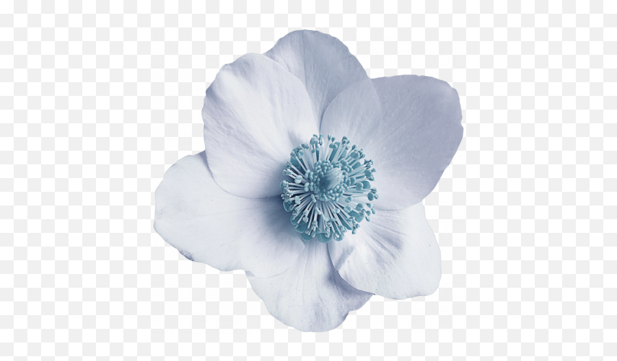 Blue Flower Graphic By Cathrine Blan Pixel Scrapper - Corn Poppy Png,Blue Flower Transparent