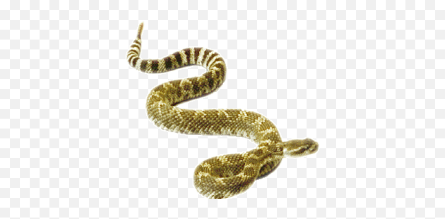 Rattler Png And Vectors For Free Download - Dlpngcom Transparent Rattlesnake Png,Rattlesnake Png