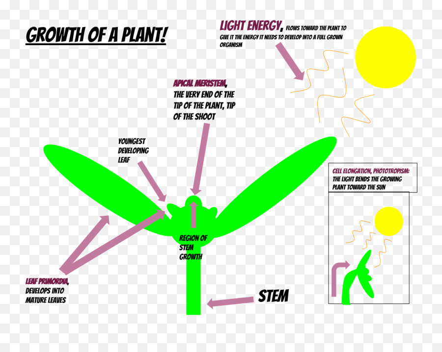 Growth Of A Plant - Adventitious Meristem Png,Growing Plant Png