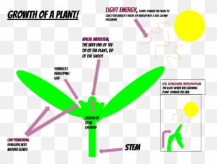Growth Of A Plant - Adventitious Meristem png
