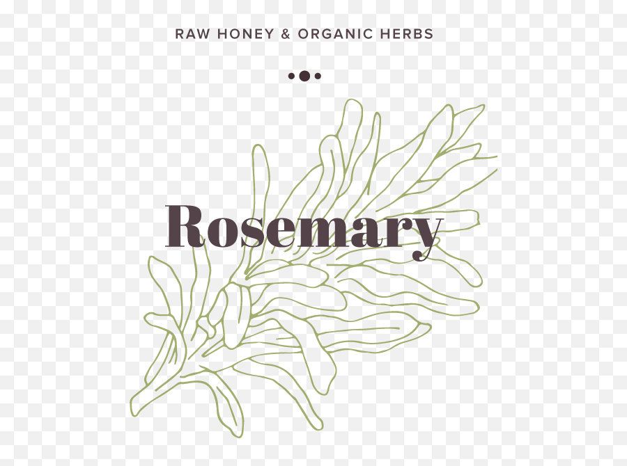 Rosemary Infused Honey Olive Seed - Fashion Pulse Daily Png,Rosemary Png