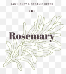 Rosemary Infused Honey Olive Seed - Fashion Pulse Daily Png,Rosemary Png