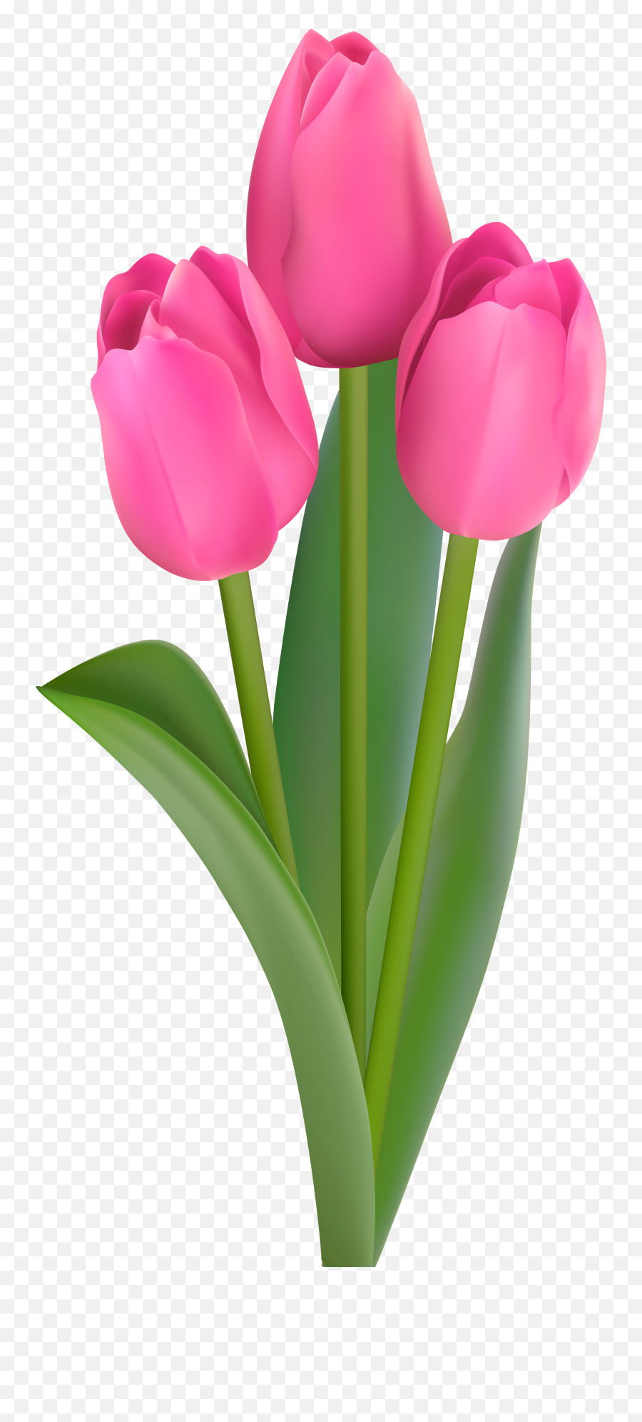 Pink Tulips Transparent Clip Art - Pink Tulip Flower Png,Tulips Png
