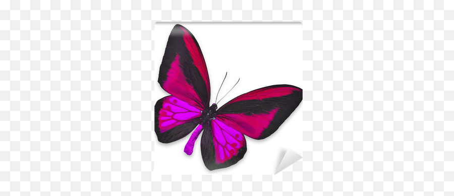 Beautiful Black And Pink Butterfly Wall Mural U2022 Pixers - We Live To Change Mariposas Negro Con Rosa Png,Pink Butterfly Png