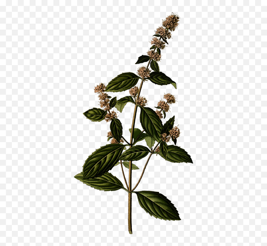 Plant Leaf Herb Png Clipart - Mentha Piperita Illustration,Herb Png