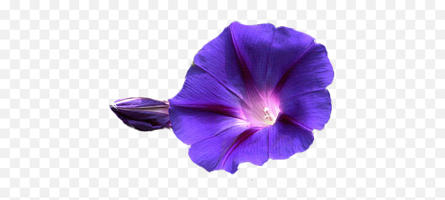 Flowers Png Transparent Image Mart - Morning Glory Flower Png,Purple Flowers Png