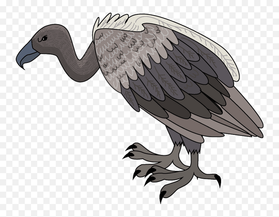 Vulture Clipart - California Condor Png,Vulture Transparent