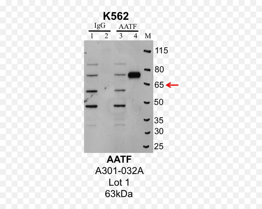 Encab064gnr U2013 Encode - Dot Png,Antibody Png