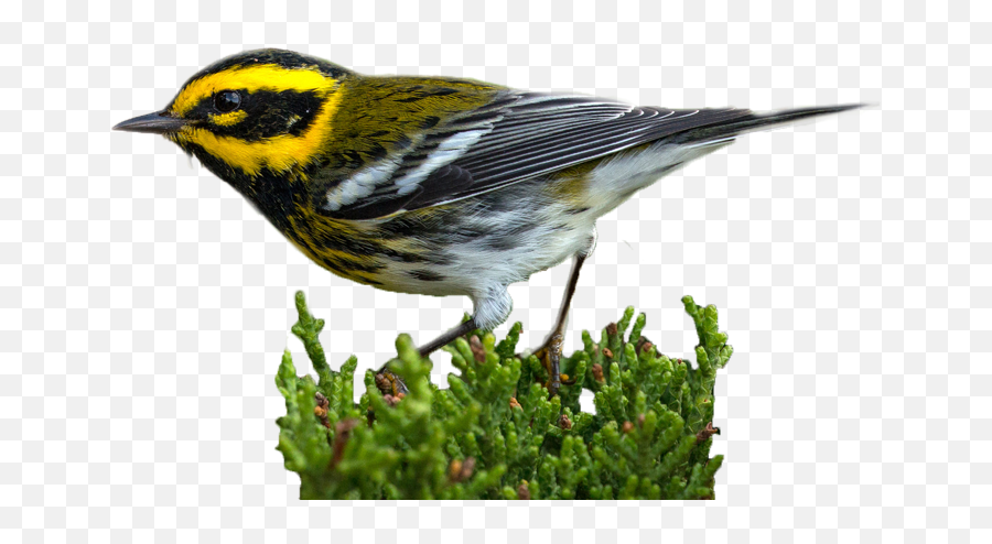Find Funding - Warbler Png,Forest Service Avian Icon