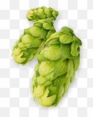 Centennial Hops - Centennial Hop Png,Hops Png