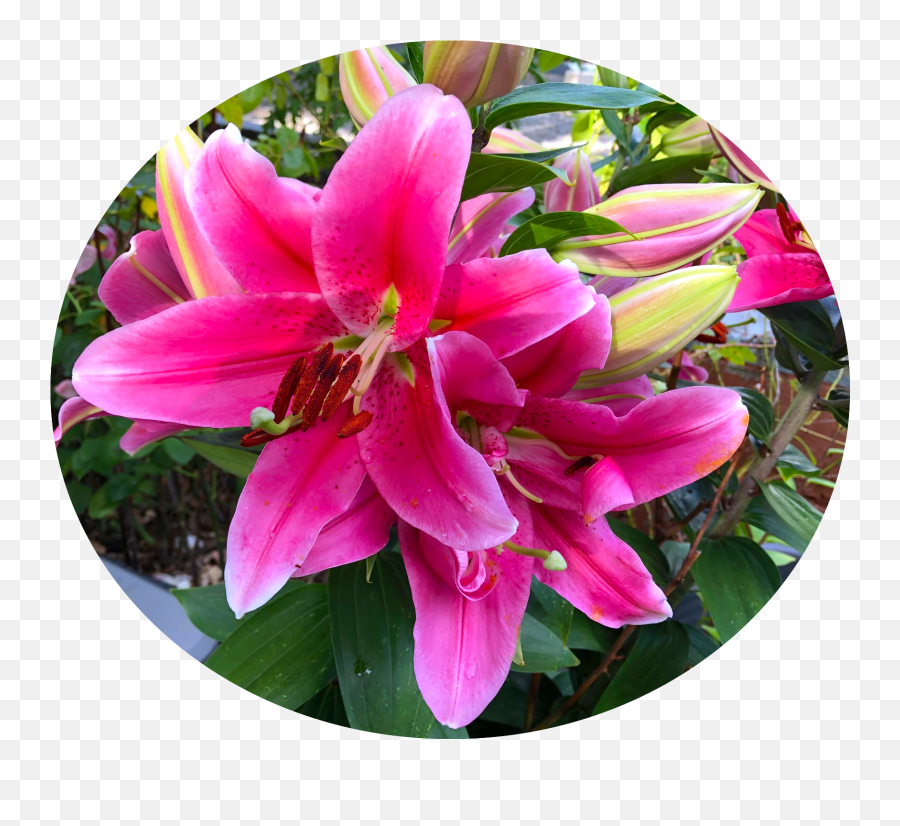 Consolationland Words And Grace For Long Nights - Lily Png,Hosta American Icon